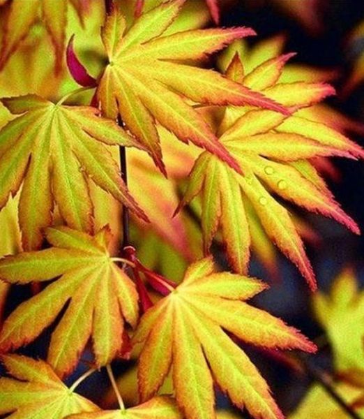 Acer palmatum 'Katsura'
